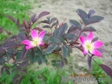 Rosa glauca 