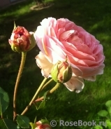 Abraham Darby