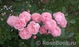 The Alnwick Rose