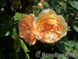 Crown Princess Margareta®