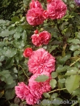 Rosarium Uetersen