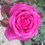 Johann Wolfgang von Goethe Rose®