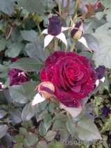 Black Baccara