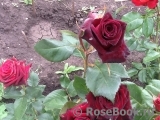 Black Baccara