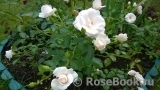 Aspirin Rose