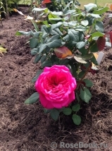 Johann Wolfgang von Goethe Rose®