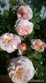 A Shropshire Lad