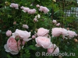 The Alnwick Rose