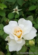 White Tuxedo 