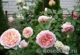 Abraham Darby