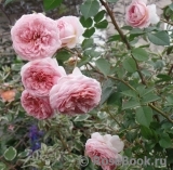 Abraham Darby