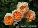 Crown Princess Margareta®