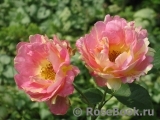 Rose des Cisterciens 