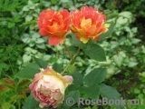 Rose des Cisterciens 