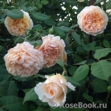 Crown Princess Margareta®