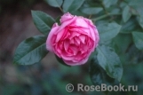 La Rose de Molinard ®