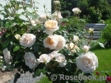 Lions Rose