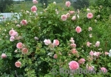 Abraham Darby