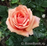 Stefanie´s Rose 