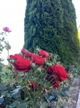 Insel Mainau