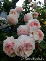 A Shropshire Lad