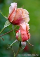 Julia's Rose