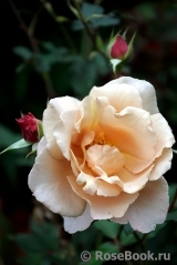 Julia's Rose