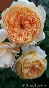 Crown Princess Margareta®