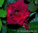 Black Baccara