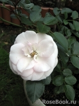 Aspirin Rose