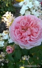 Abraham Darby