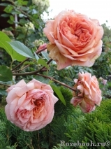 Abraham Darby