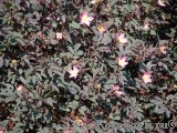 Rosa glauca 