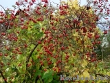 Rosa glauca 