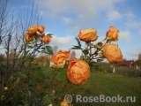 Lady of Shalott 