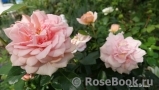 Garden of Roses 