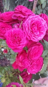 Johann Wolfgang von Goethe Rose®