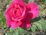 Johann Wolfgang von Goethe Rose®