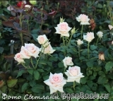 Wedding Rose ®