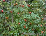 Rosa canina 'Pfanders'