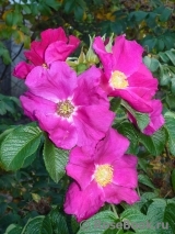 Rosa rugosa rubra