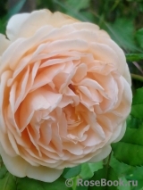 Crown Princess Margareta®