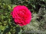 Johann Wolfgang von Goethe Rose®