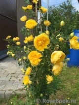 Persian Yellow