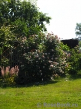 A Shropshire Lad