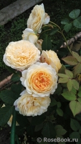 Crown Princess Margareta®