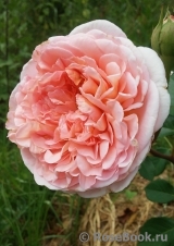 Abraham Darby