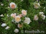 Crocus Rose® 