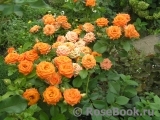 Orange Babyflor 