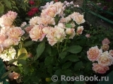 Rose des Cisterciens 